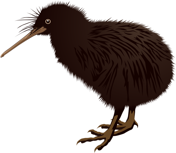 53-533199_kiwi-bird-clipart-kea-new-zealand-kiwi-png